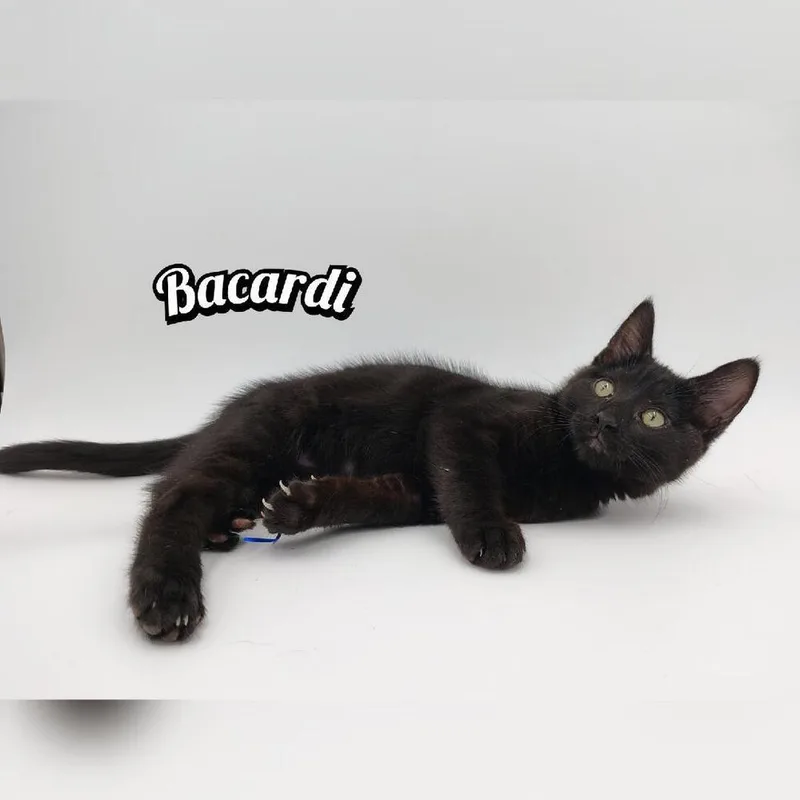 A baby small-sized female Black Domestic Short Hair cat named Bacardi for adoption in Manteca, CA