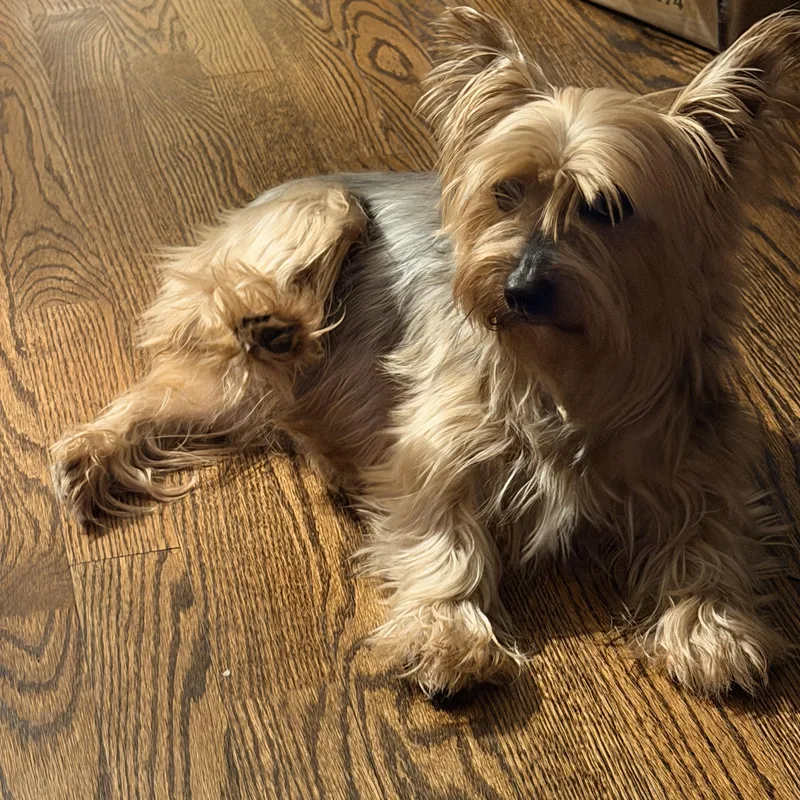An adult small-sized female Yorkshire Terrier dog named Rosie for adoption in Matthews, NC