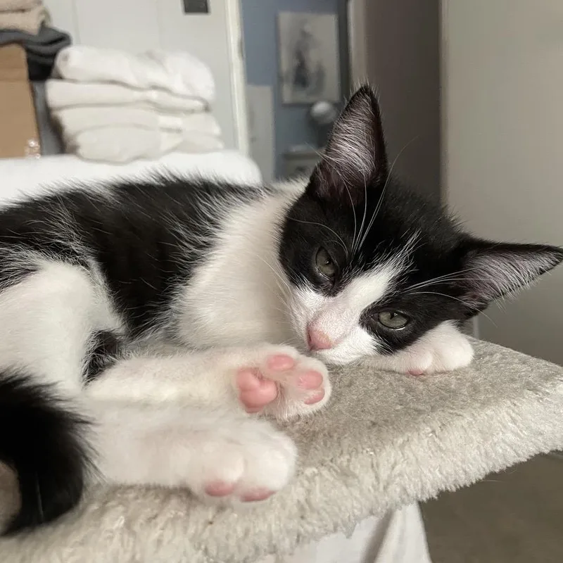 A baby small-sized male White Domestic Short Hair cat named Kenai for adoption in Westminster, CA