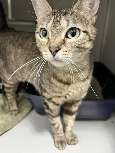 An adult medium-sized female Tabby (Brown / Chocolate) Domestic Short Hair cat named Sarafina for adoption in Anoka, MN