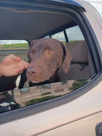 An adult medium-sized female Labrador Retriever dog named Basil for adoption in Atlanta, GA