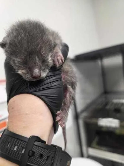 A baby small-sized male Domestic Short Hair cat named Auburn for adoption in Sevierville, TN