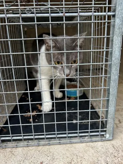An adult small-sized female Domestic Short Hair cat named Merry for adoption in Savannah, GA
