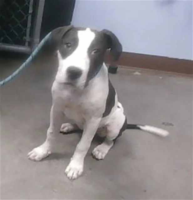 A young large-sized female Pit Bull Terrier dog named Ms Wiggle for adoption in Phoenix, AZ