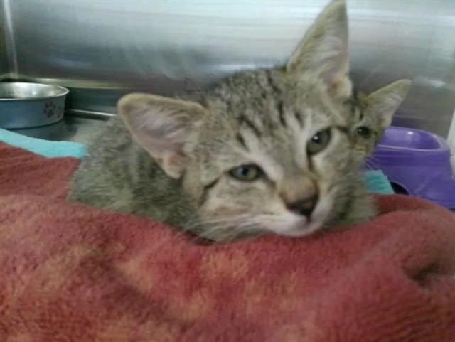 A baby medium-sized male Domestic Short Hair cat named Lynx for adoption in Kalamazoo, MI