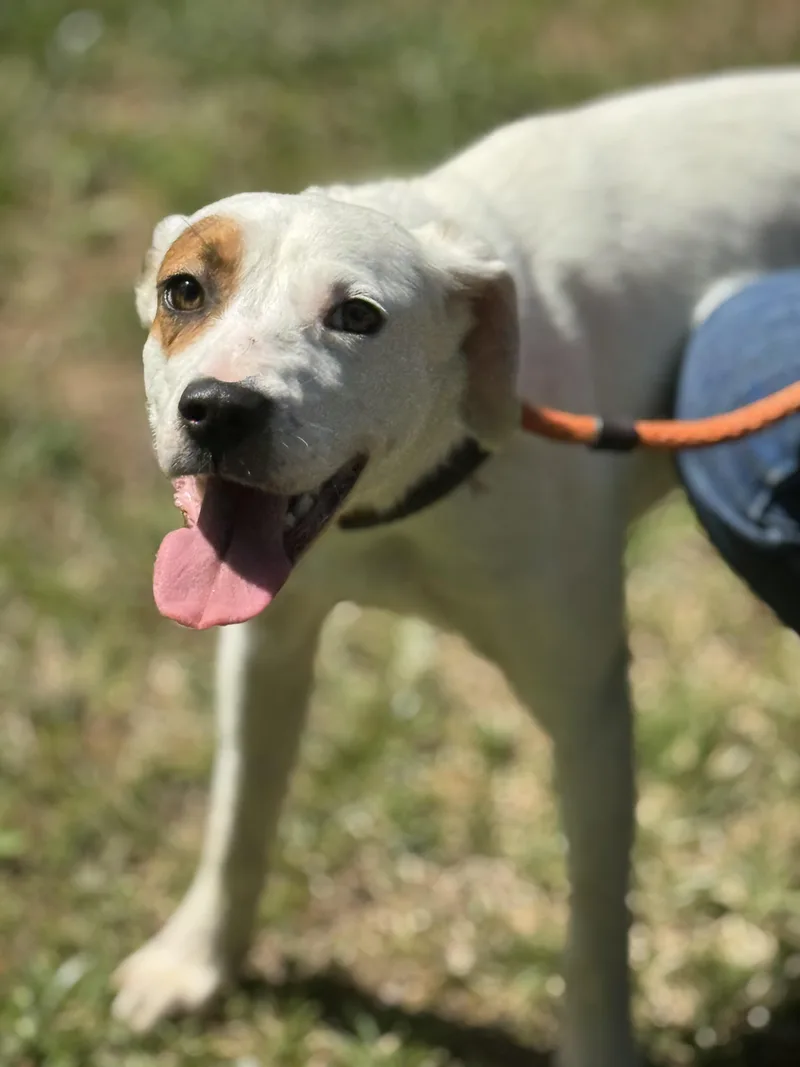 A young small-sized female White / Cream Terrier dog named Eve for adoption in Meherrin, VA