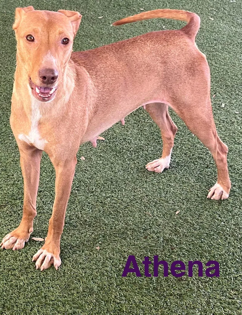 Athena thumbnail 3