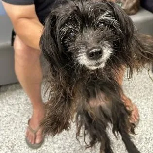 A senior small-sized female Black Yorkshire Terrier dog named Louise for adoption in Converse, TX