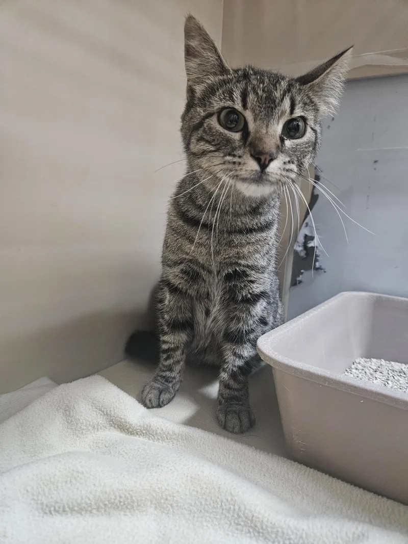 An adult medium-sized female Tabby (Brown / Chocolate) Domestic Short Hair cat named 61531654 for adoption in Elko, NV