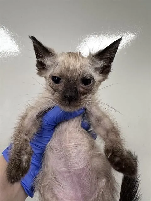 A baby small-sized male Domestic Medium Hair cat named Gizmo for adoption in Ontario, CA
