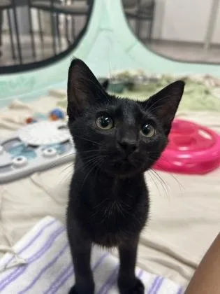 A baby small-sized male Domestic Short Hair cat named Lenix for adoption in Honolulu, HI