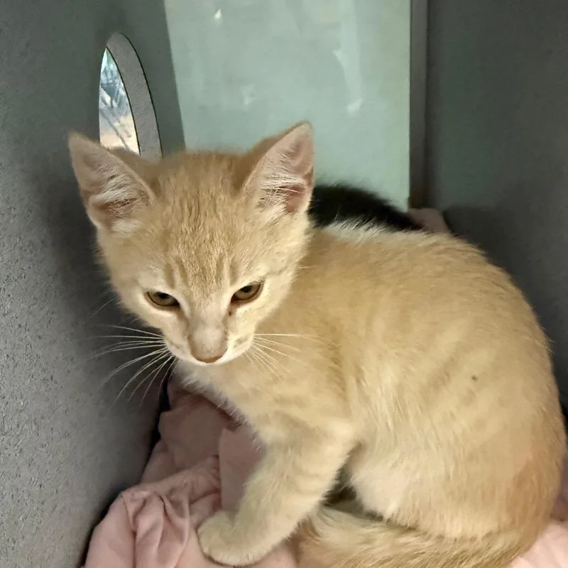 A baby small-sized male Buff / Tan / Fawn Domestic Short Hair cat named Epic for adoption in Quakertown, PA