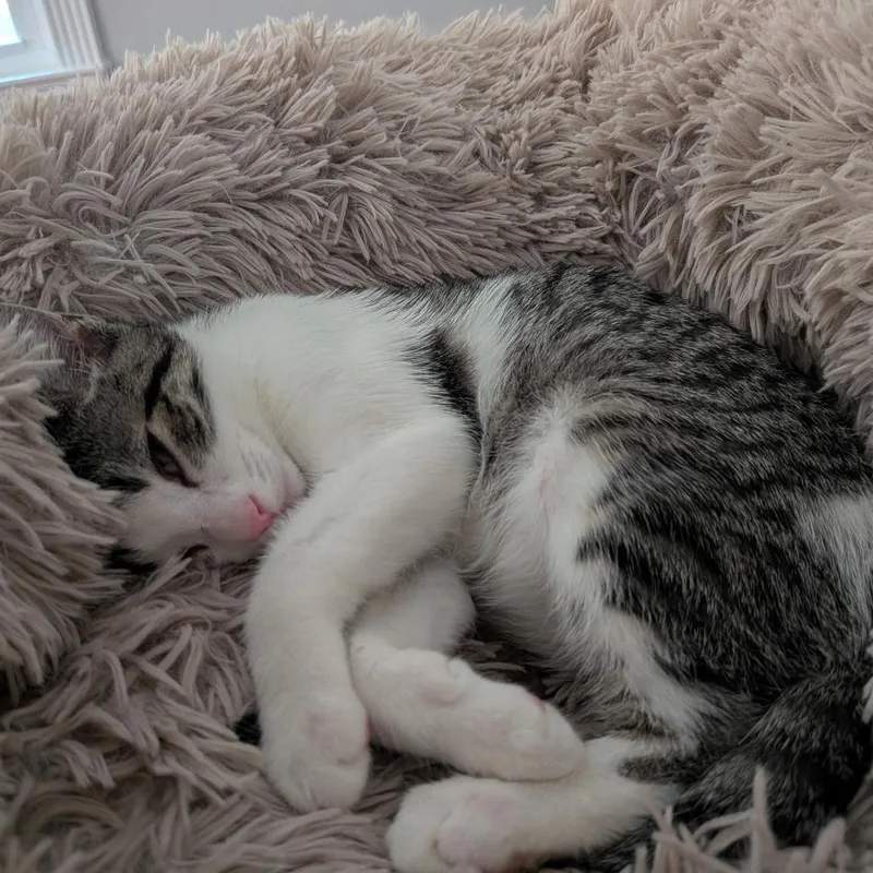 A baby small-sized male Brown / Chocolate Domestic Short Hair cat named Sammy for adoption in Falls Church, VA