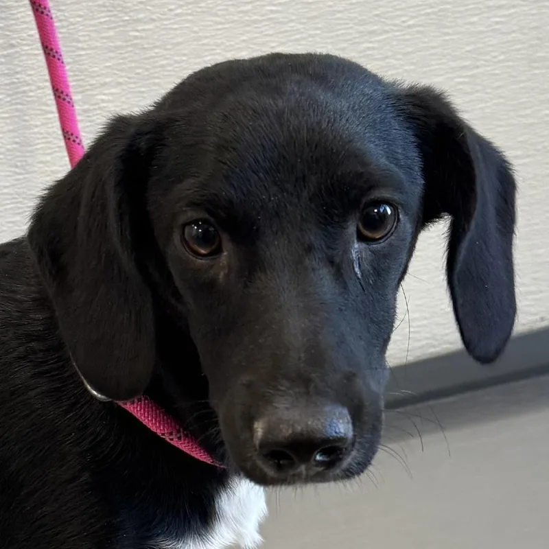 A young small-sized male Black Mixed Breed dog named Tanka for adoption in Las Cruces, NM