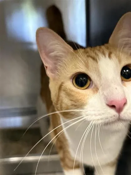 An adult small-sized male Domestic Short Hair cat named Bodhi for adoption in Largo, FL