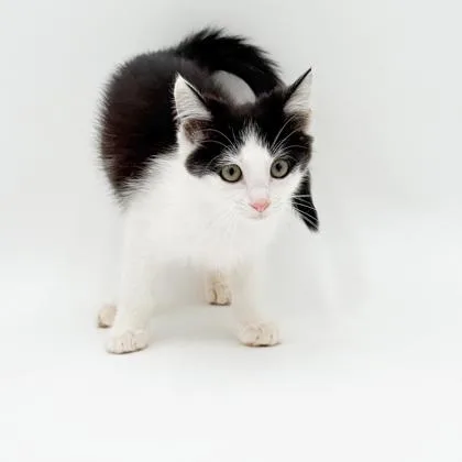 Piper