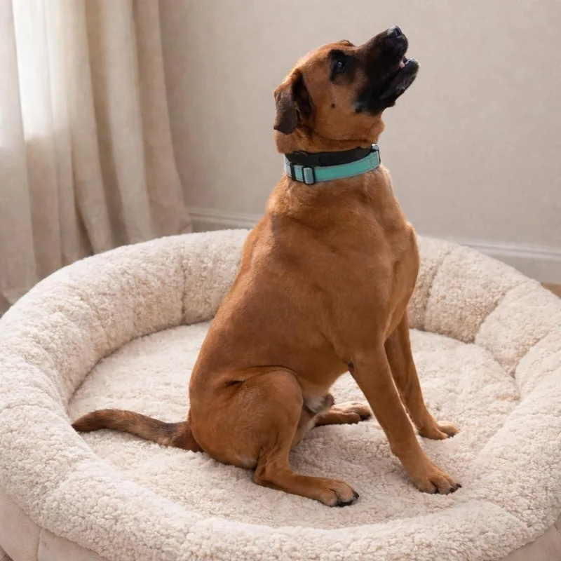 Buddy  Affectionate  thumbnail 4