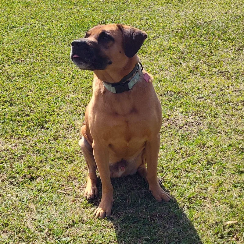 Buddy  Affectionate  thumbnail 5