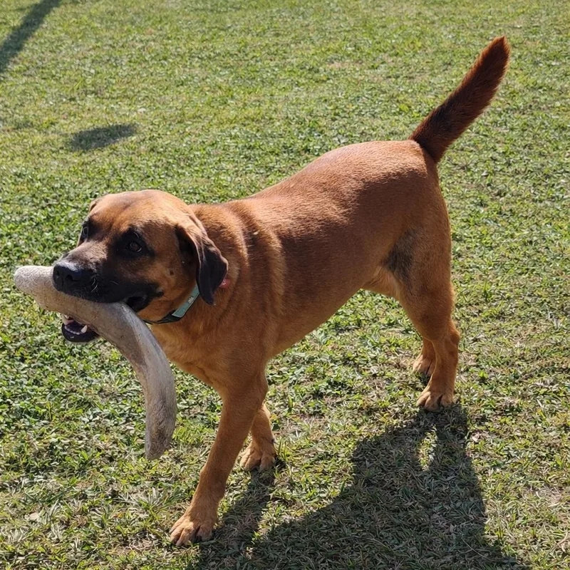 Buddy  Affectionate  thumbnail 6