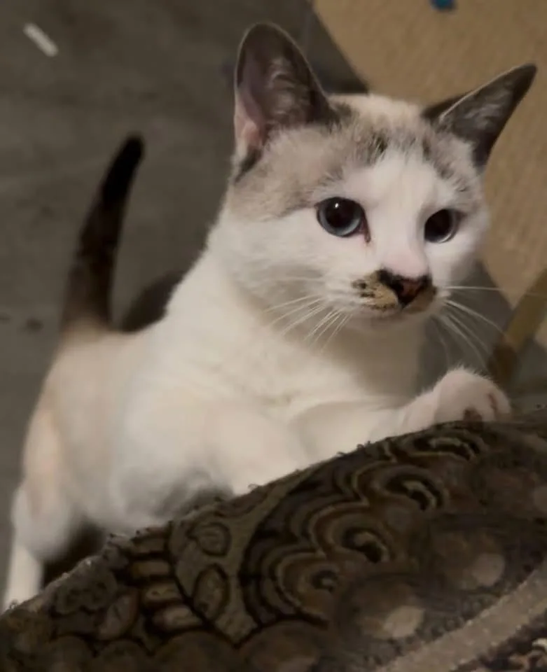 Goldie&olaf thumbnail 2