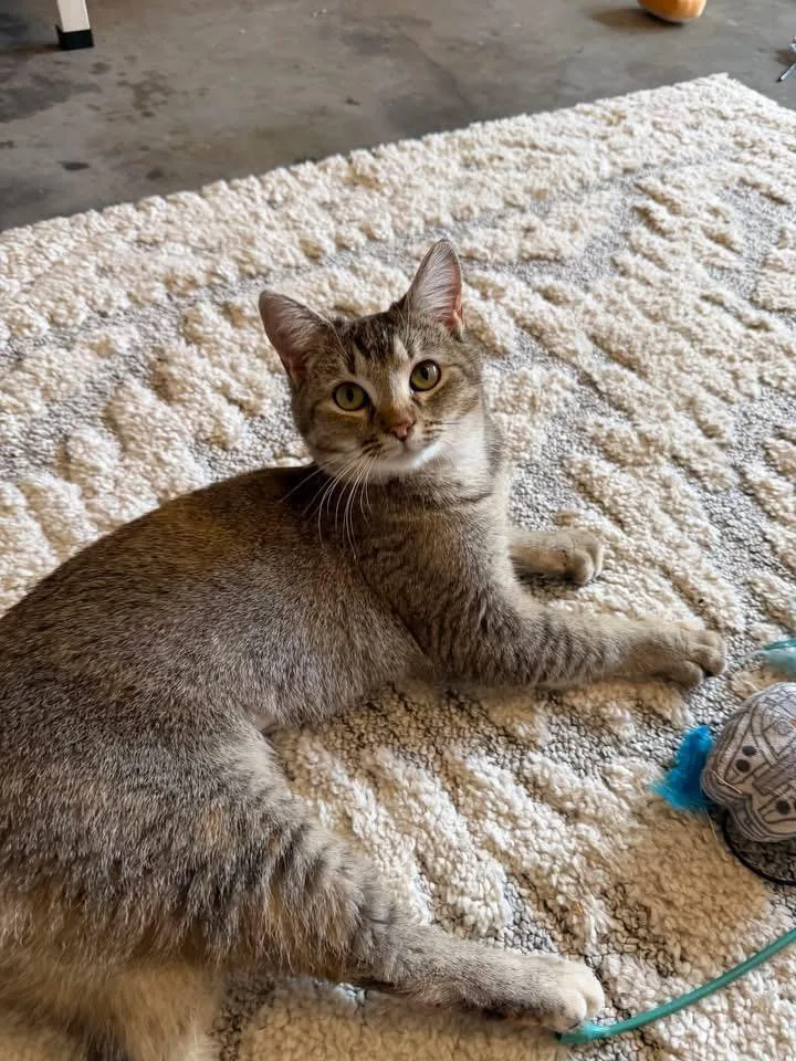 Goldie&olaf thumbnail 3