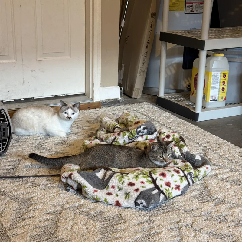 Goldie&olaf thumbnail 4