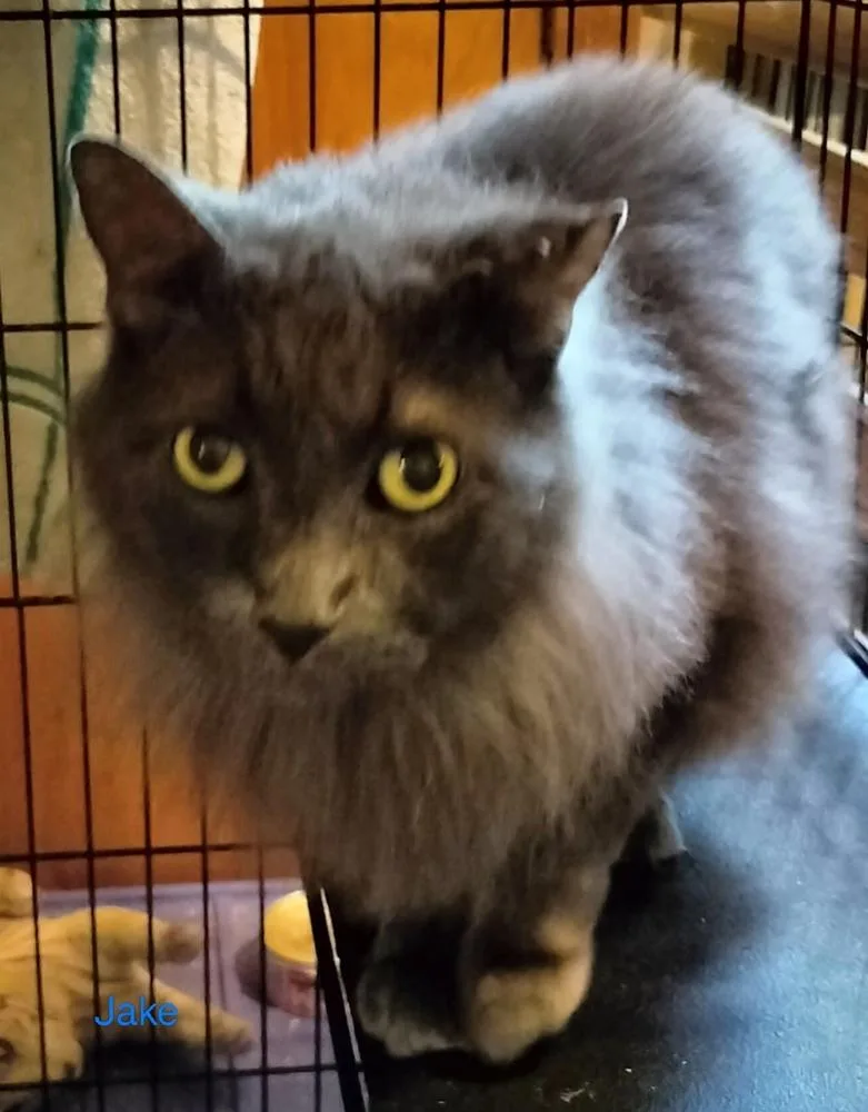 An adult large-sized male Gray / Blue / Silver Maine Coon cat named Jake for adoption in Boone, CO