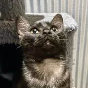 A young medium-sized male American Shorthair cat named Cosmo for adoption in Fredericksburg, OH