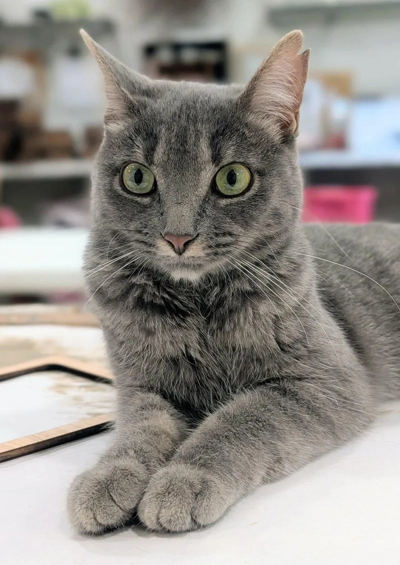 A young medium-sized female Tabby (Gray / Blue / Silver) Domestic Short Hair cat named Mouse for adoption in Sioux Falls, SD
