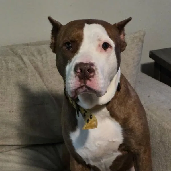 A senior large-sized male Pit Bull Terrier dog named Brutus for adoption in Des Moines, IA