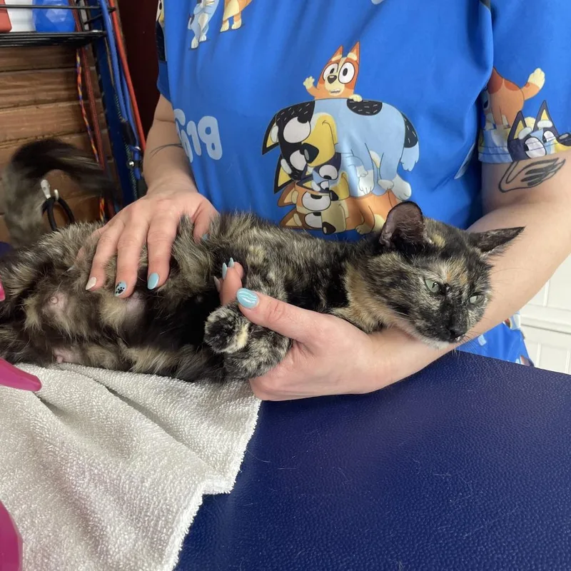 An adult small-sized female Tortoiseshell Domestic Short Hair cat named Poppy for adoption in Kansas City, MO