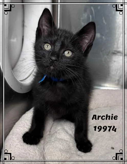 Archie