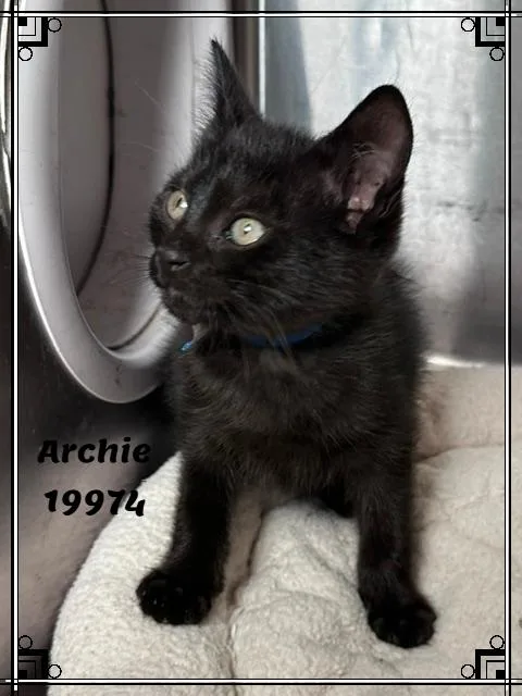 Archie thumbnail 3