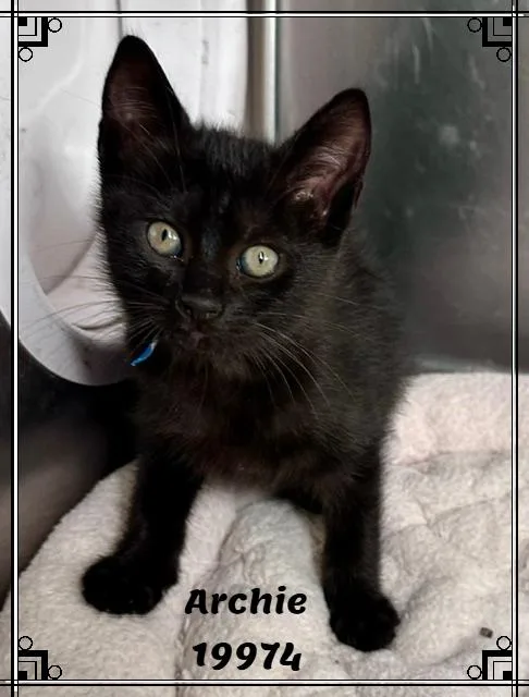 Archie thumbnail 4