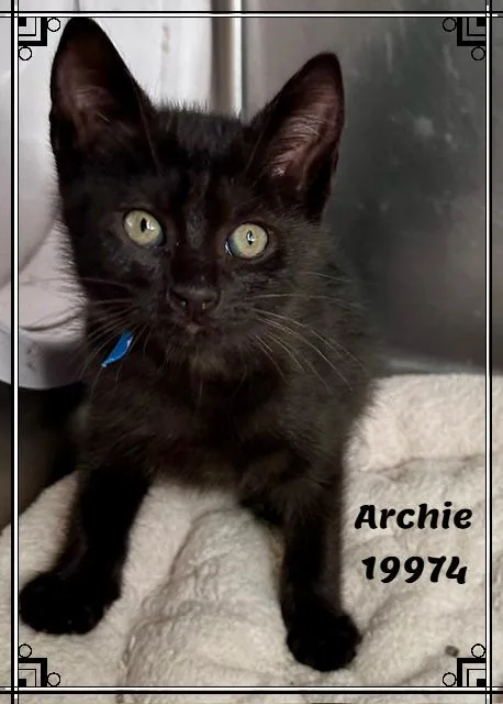 Archie thumbnail 5