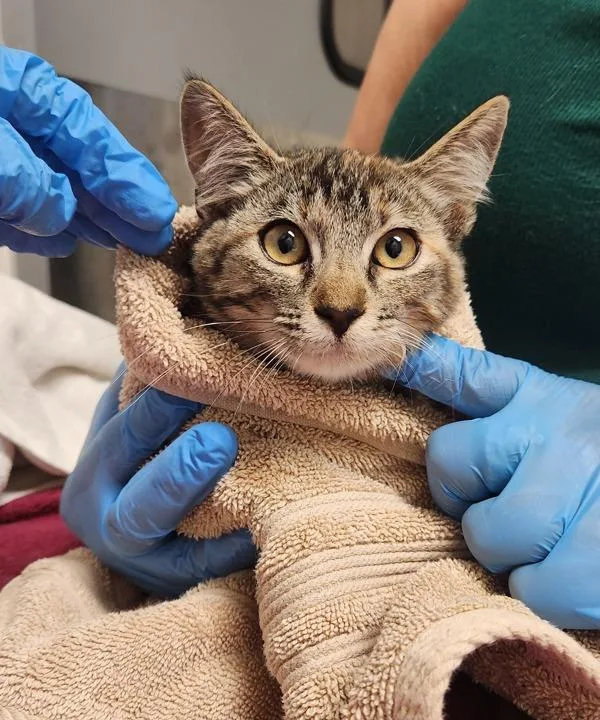 A baby small-sized female Domestic Short Hair cat named Moon Shoes for adoption in Santa Rosa, CA