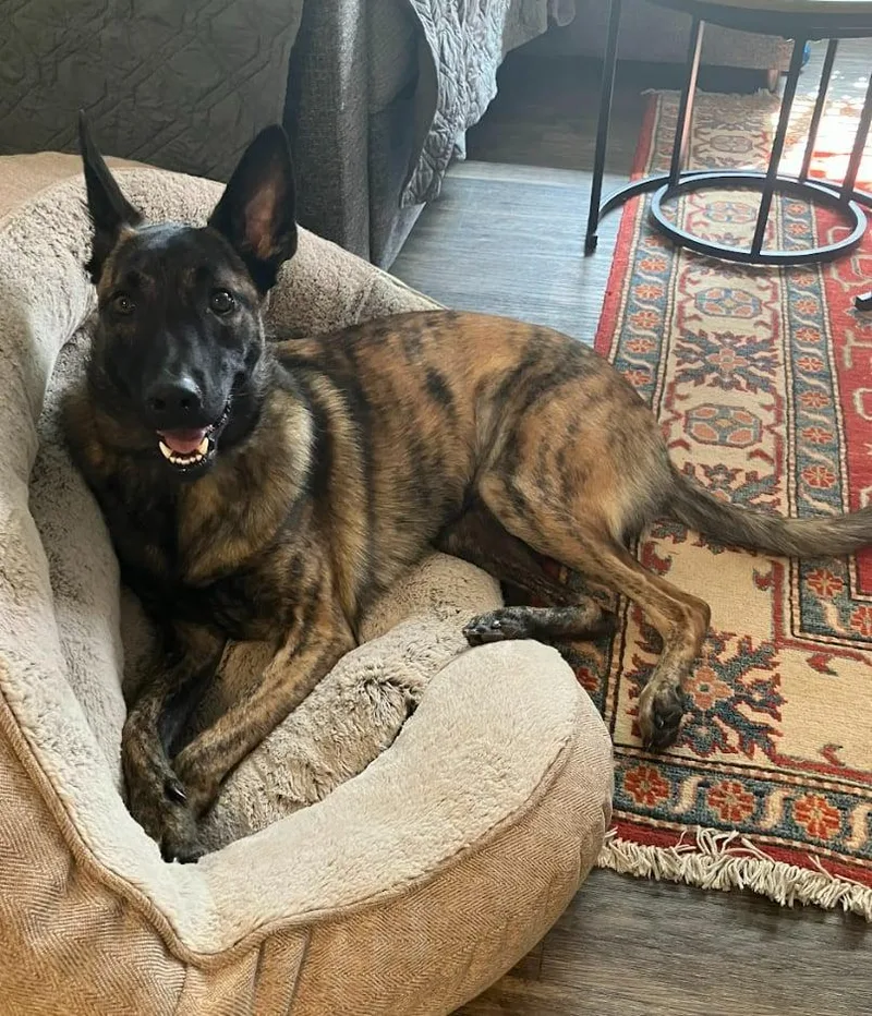 An adult large-sized female Dutch Shepherd dog named Niyah Cs for adoption in Vancouver, WA