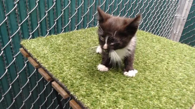 A baby medium-sized male Domestic Short Hair cat named Pj for adoption in Downey, CA