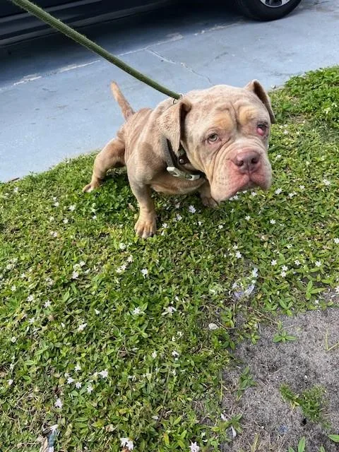 An adult medium-sized female American Bulldog dog named Fendi for adoption in Miami, FL