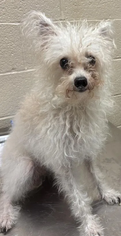 A senior small-sized female Chihuahua dog named Flea for adoption in Harlingen, TX