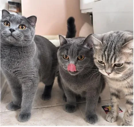 A young medium-sized female Gray / Blue / Silver British Shorthair cat named Charmelle for adoption in Staten Island, NY