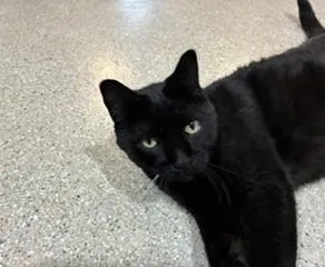 An adult large-sized male Black Domestic Short Hair cat named Ivan for adoption in Lead, SD