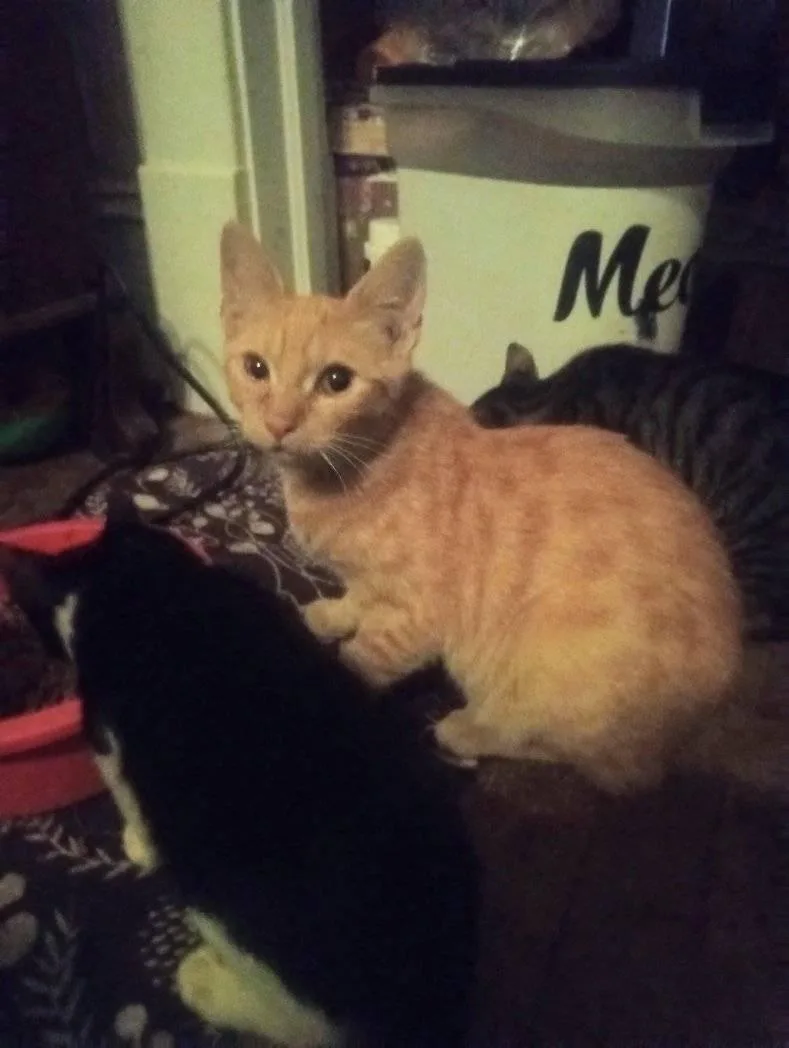 A young large-sized male Flame Point Domestic Short Hair cat named Baby for adoption in Scotland Neck, NC