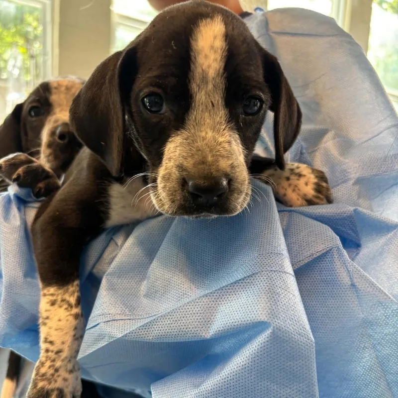 A baby small-sized female Black Mixed Breed dog named Truist for adoption in Huntington, WV