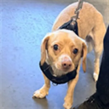A young small-sized male Chihuahua dog named Carmensito for adoption in Chatsworth, CA