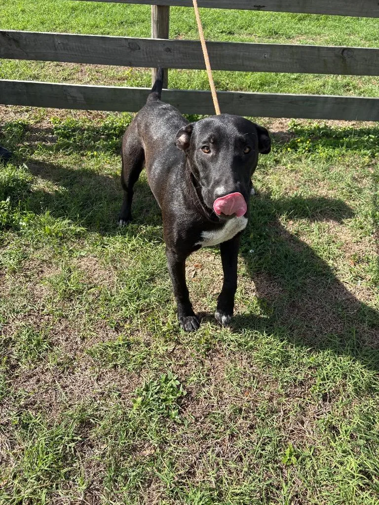 A young large-sized male Terrier dog named Java for adoption in Wauchula, FL