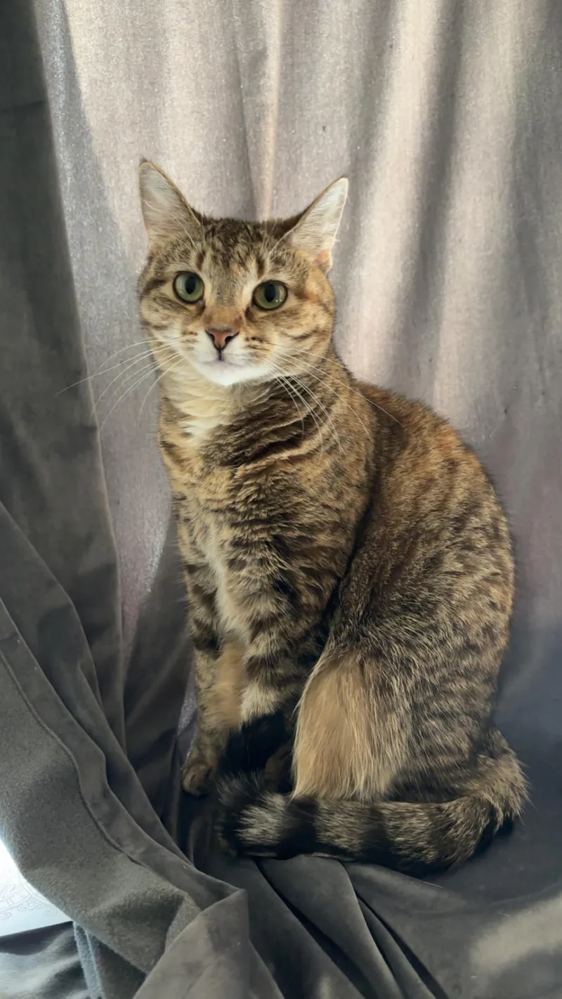 An adult medium-sized female Tabby (Brown / Chocolate) Domestic Short Hair cat named Mew for adoption in Lewis Center, OH