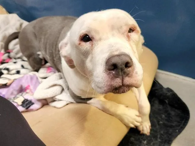 An adult large-sized female Pit Bull Terrier dog named Ms Piggly for adoption in Phoenix, AZ
