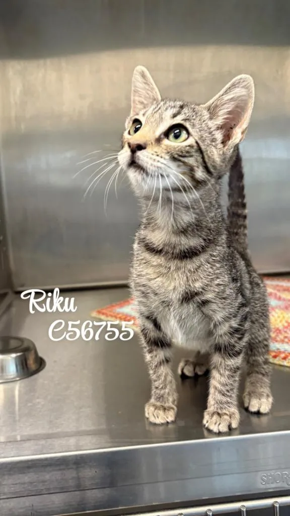 Riku