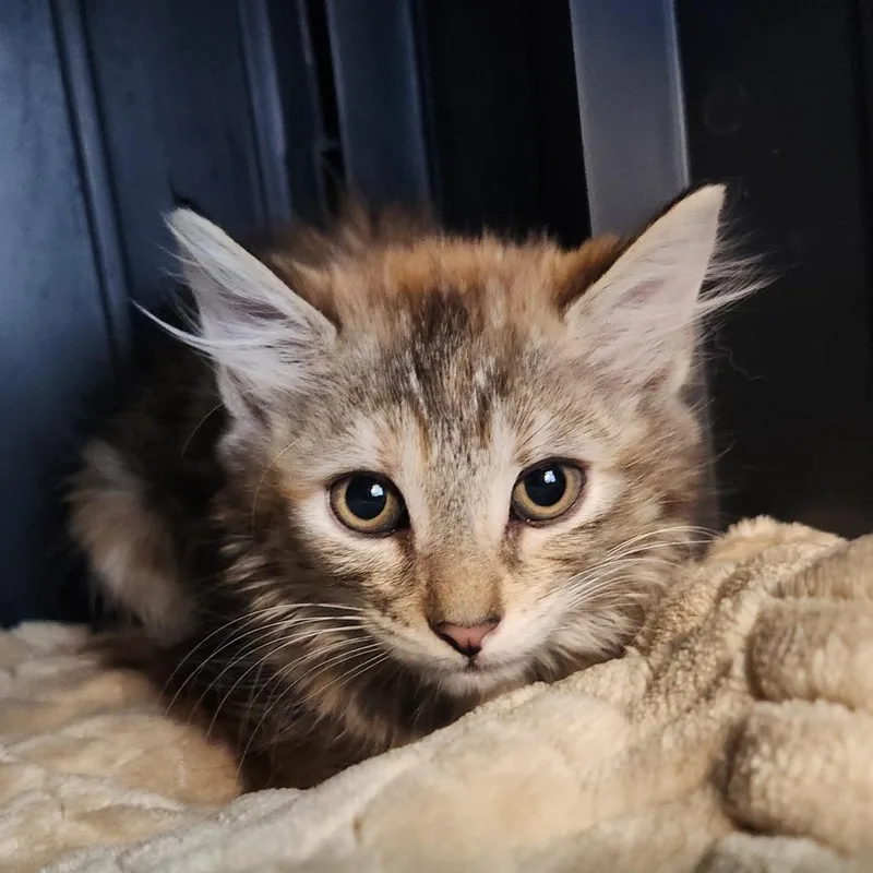 A baby small-sized male Brown / Chocolate Domestic Short Hair cat named Coffee for adoption in Fort Wayne, IN